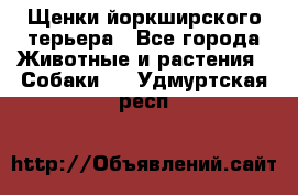 Щенки йоркширского терьера - Все города Животные и растения » Собаки   . Удмуртская респ.